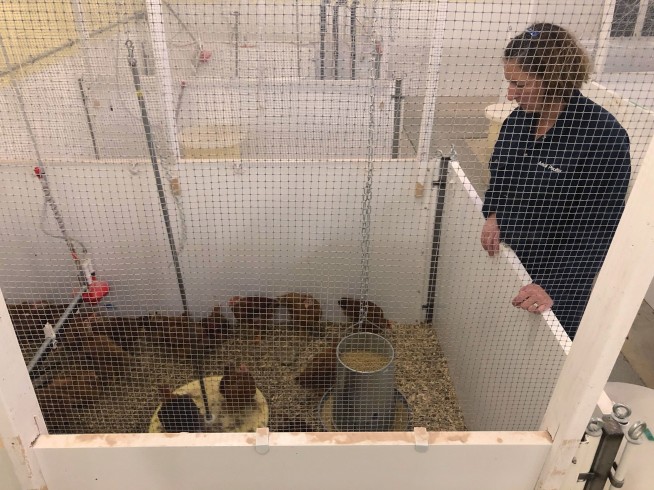 What makes chickens happy? Nobody is quite sure