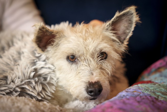 Fugitive dog recaptured in New Orleans after gaining national fame for escapades