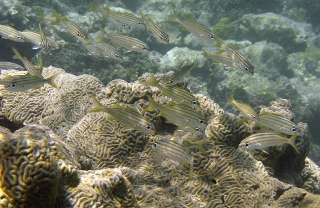 UN report: Humans accelerating extinction of species