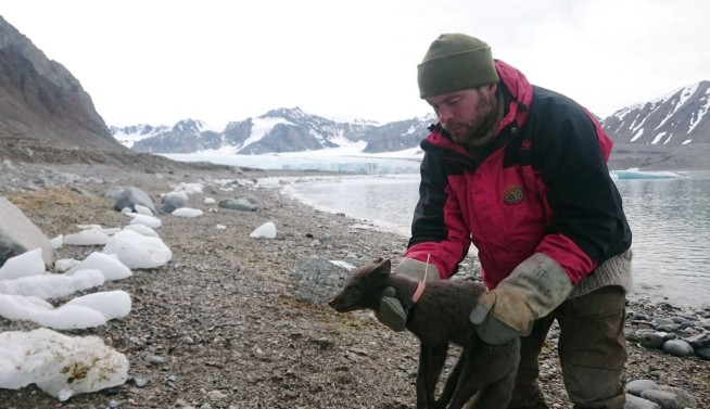 Arctic fox walks more than 2,700 miles from Norway to Canada