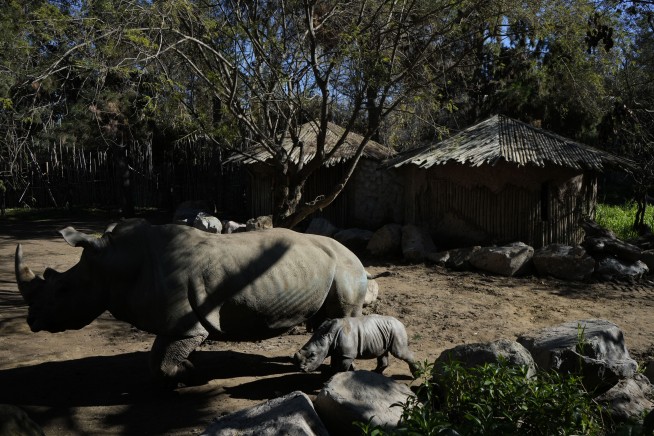 Newborn white rhino Silverio takes his first giant steps in a Chilean zoo in a boost to his species