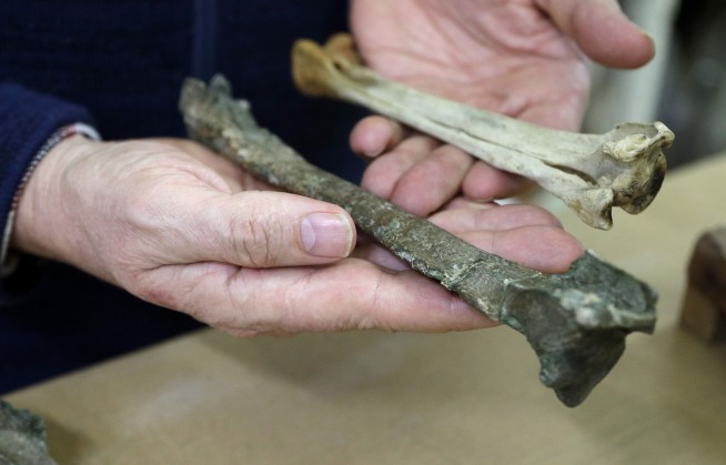 Scientists say monster penguin once swam New Zealand oceans