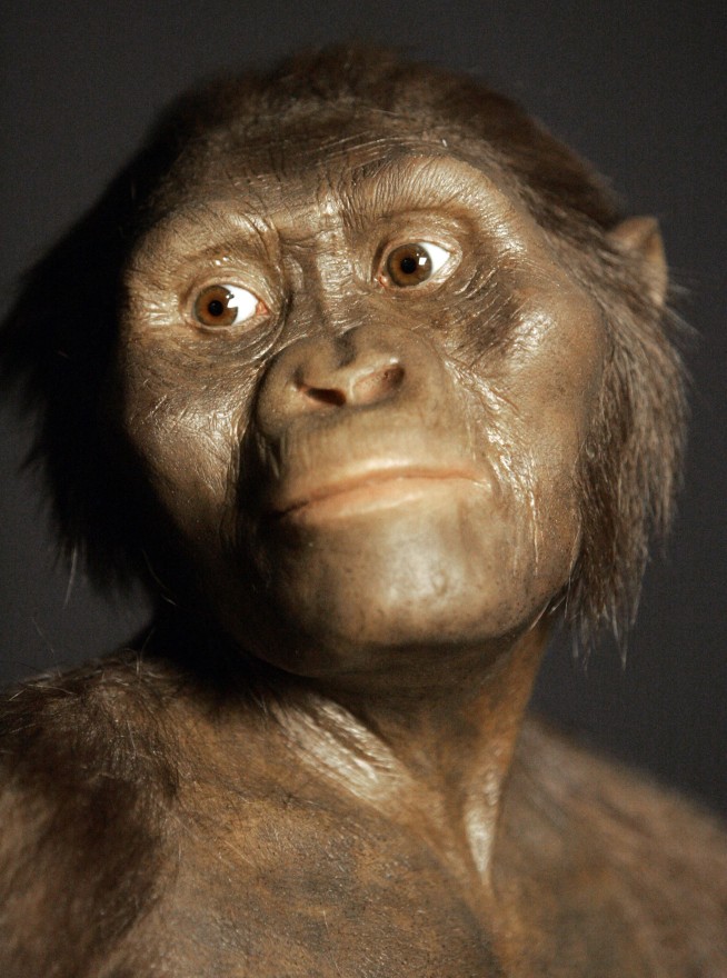 Did fall from tree kill famous human ancestor Lucy?