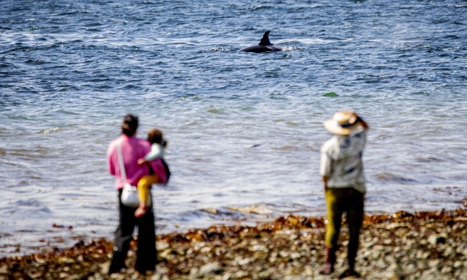 In Seattle, phones ding. Killer whales could be close