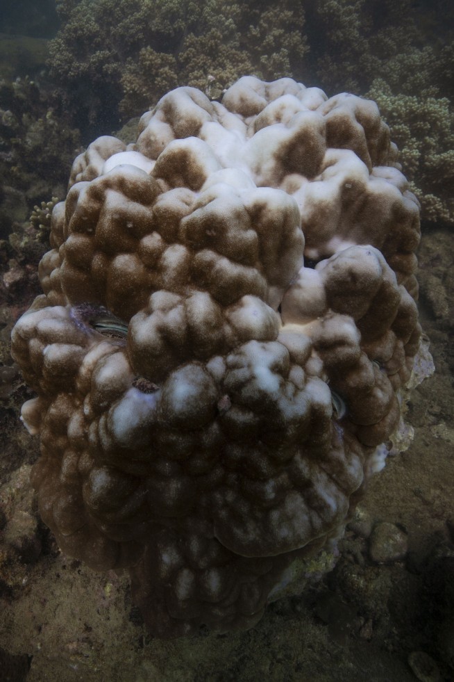 84% of the world's coral reefs hit by worst bleaching event on record