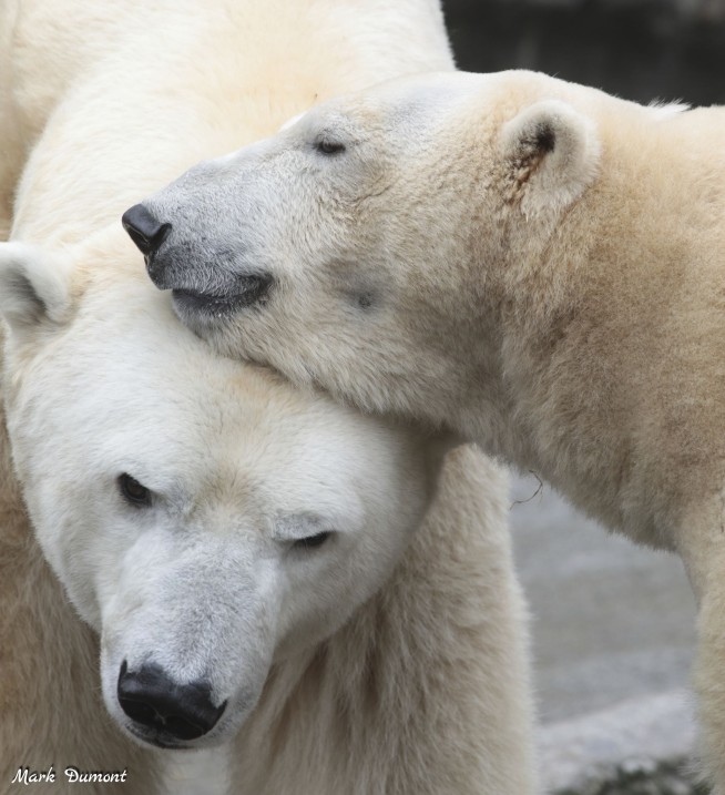 Ohio zoo collects polar bear poop to aid species' survival