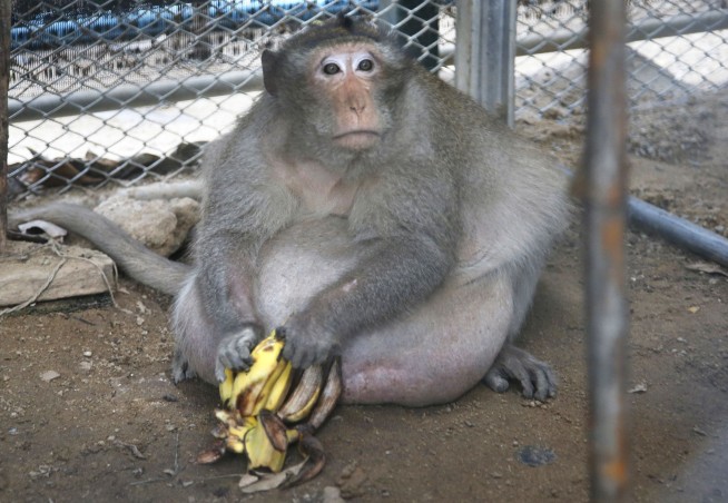Thailand's chunky monkey on diet after gorging on junk food
