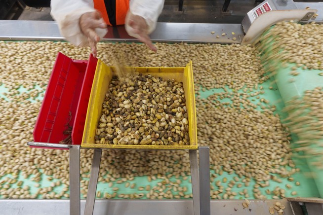 California farmers enjoy pistachio boom, with much of it headed to China