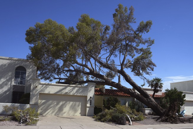 After fearsome dust storm rips Phoenix area, trees cleaned up and power restored