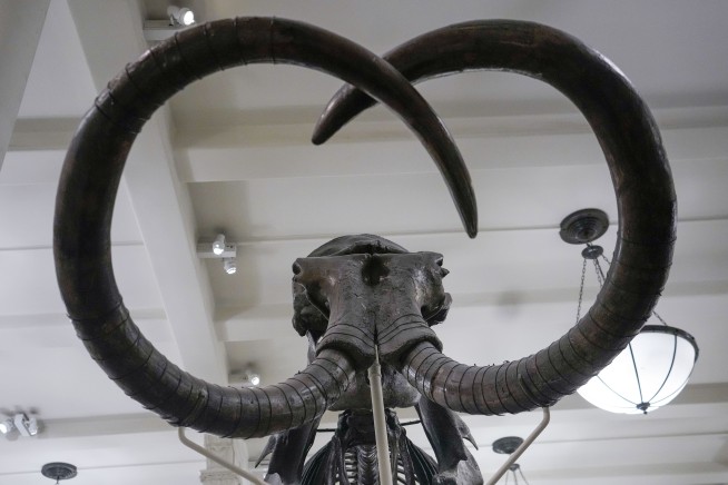 Claim of mammoth bones brings treasure hunters to NYC river