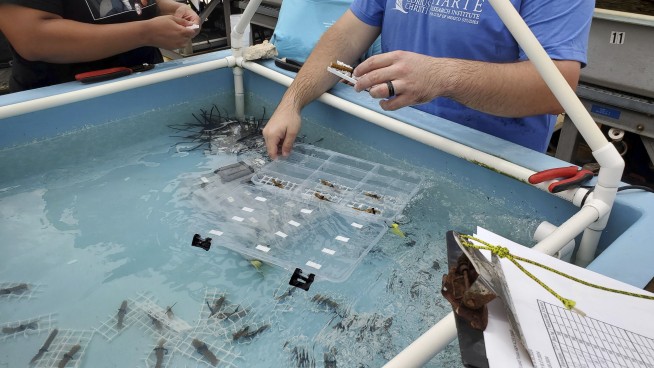 Endangered sea corals moved from South Florida to the Texas Gulf Coast for research and restoration