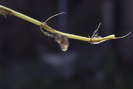 Mexico experts sight endangered 'water monster'