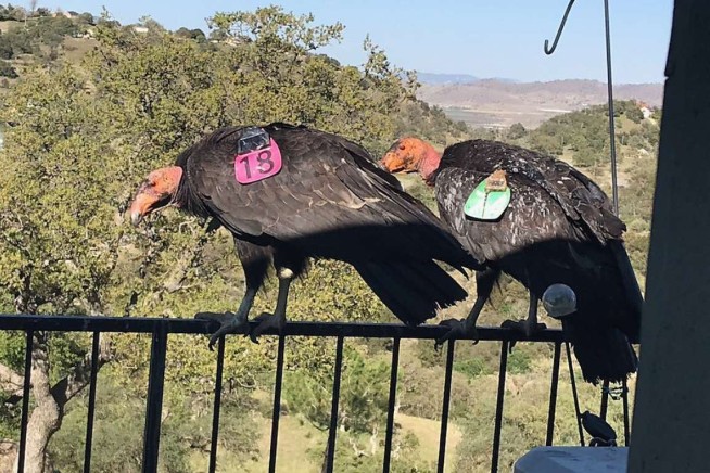 Flock of giant California condors trashes woman's home