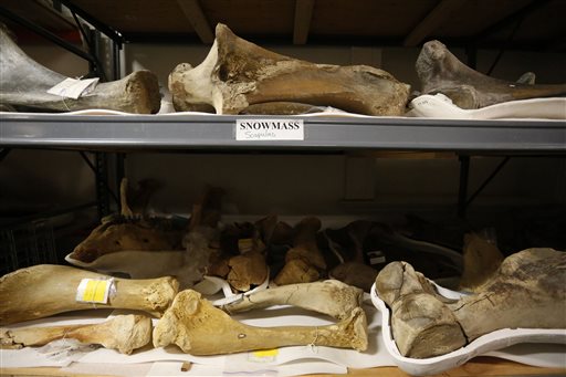 Colorado mastodon bones show ancient warmer Earth
