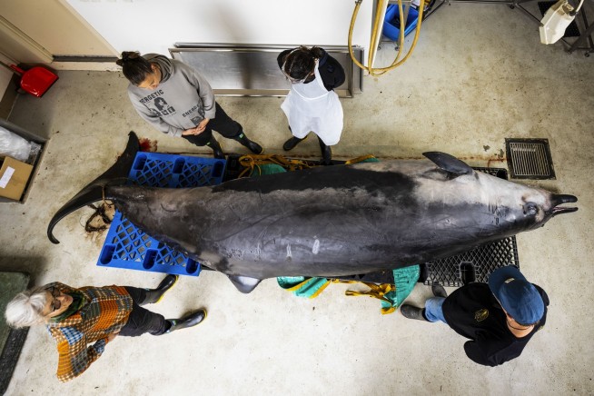 This whale species is so rare it's never been seen alive. A dissection may decode its mysteries
