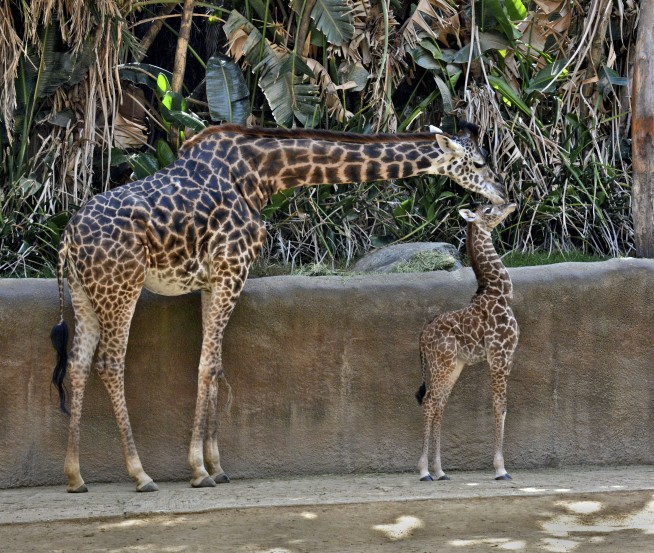 Giraffe dies at L.A. Zoo after delivery of stillborn calf