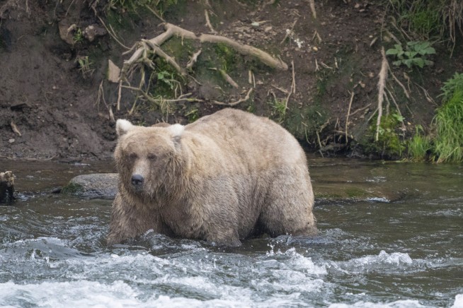 The chunkiest of chunks face off in Alaska's Fat Bear Week