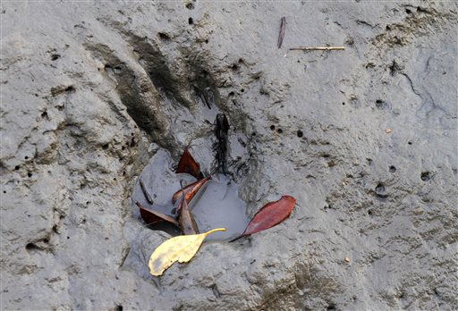 Tiger leaps onto boat, snatches man in east India