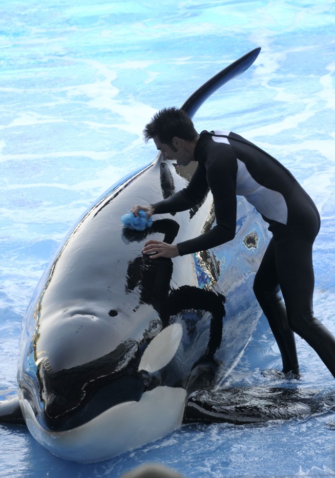 30-year-old orca dies at SeaWorld's Orlando park