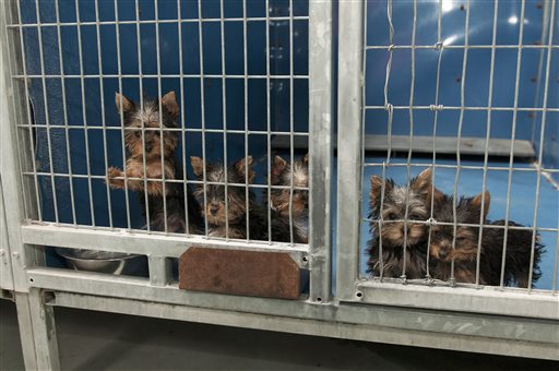 Owner jailed after puppies saved from Vegas arson