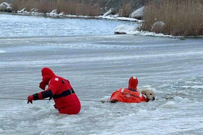 Rhode Island firefighters rescue a yellow Lab from an icy pond on New Year's Day