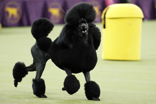 Poodle perfection: Siba wins best in show at Westminster