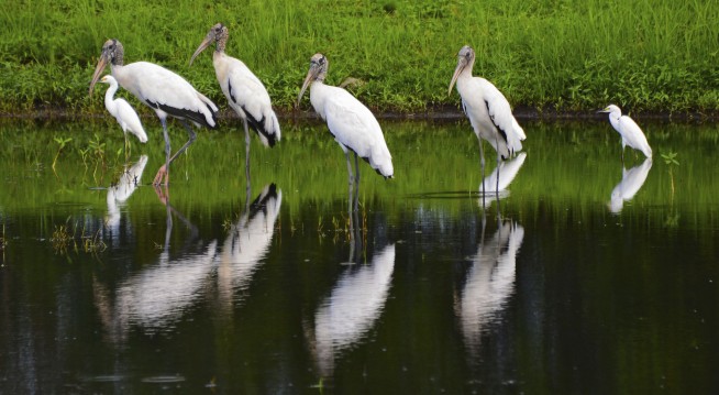 US proposes removing wood stork from endangered species list