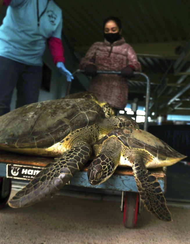 Thousands of cold-stunned sea turtles being rescued in Texas