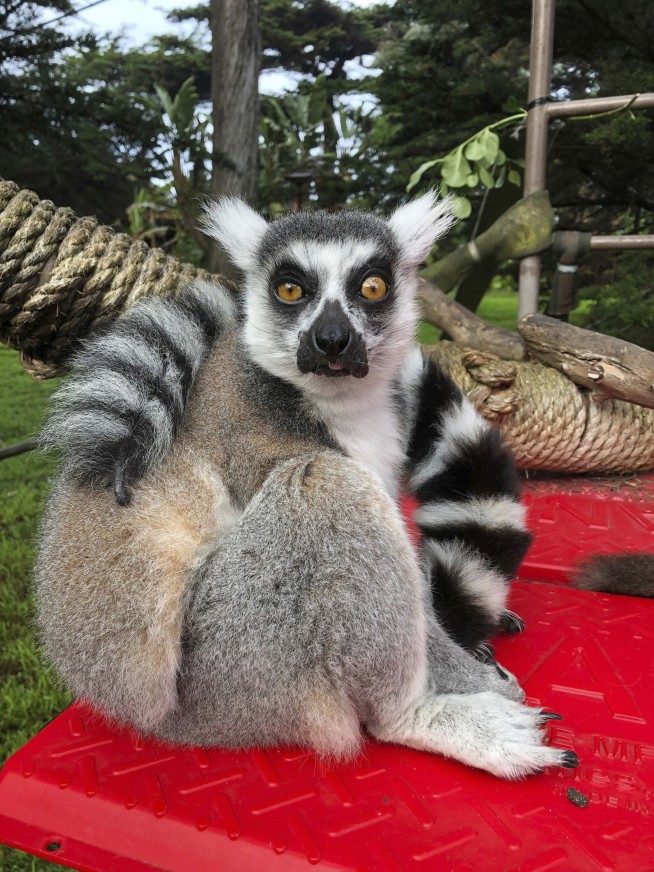 'There's a lemur!' 5-year-old helps crack SF Zoo theft case