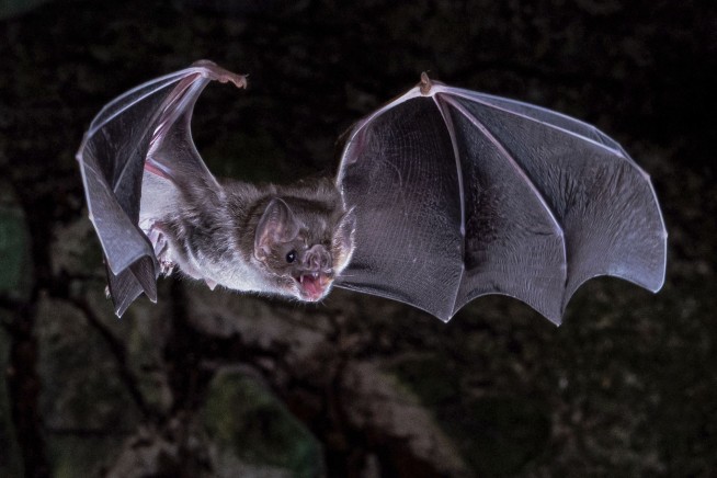 Scientists figure out how vampire bats got a taste for blood