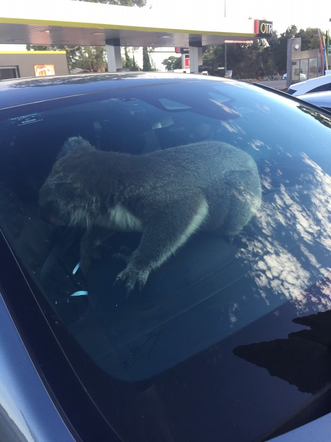 Koala rescued after 5-car pileup on Australian freeway