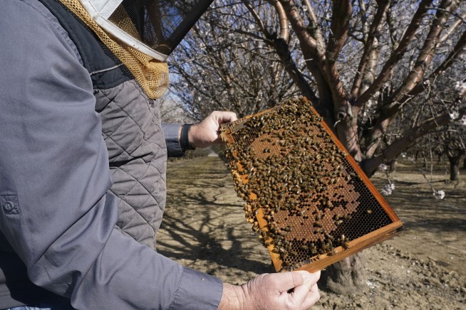 Beekeepers turn to anti-theft technology as hive thefts rise