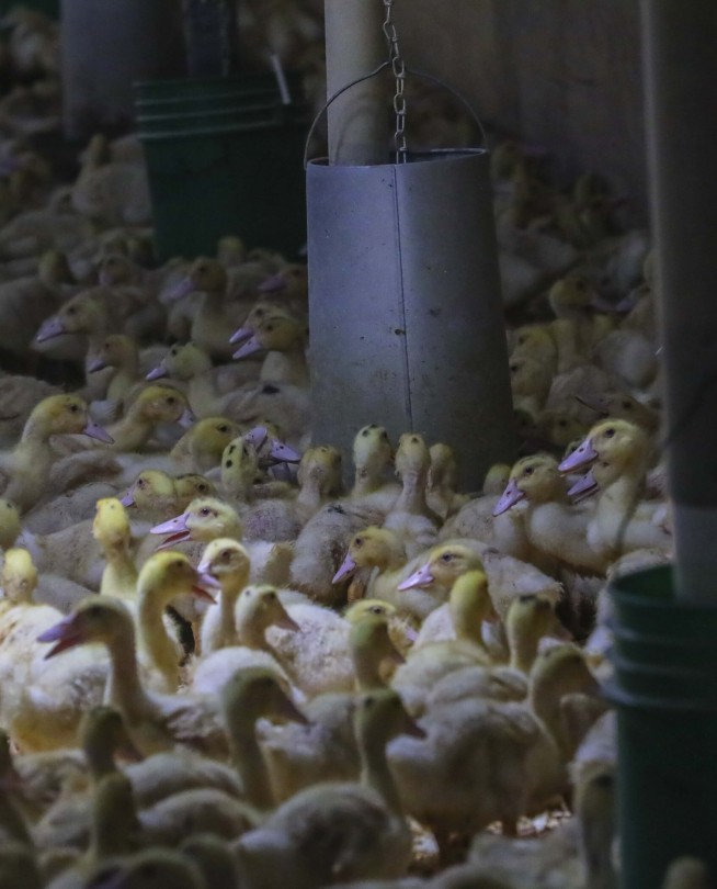 New York City lawmakers pass bill banning sale of foie gras