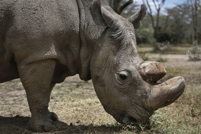 World's last male northern white rhino, Sudan, dies