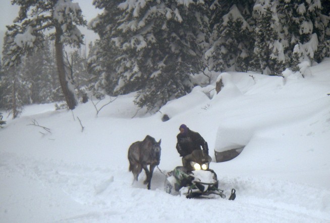 Horse left behind in Wyoming wilderness survives for 6 weeks
