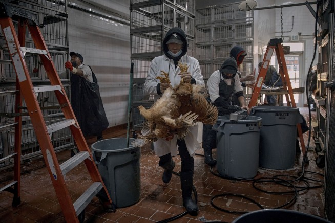 Race to sell chickens after New York City live poultry markets ordered shut due to avian flu