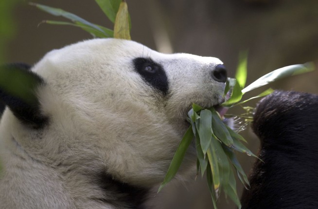Black and white and adored all over. China pledges pair of pandas for San Diego Zoo