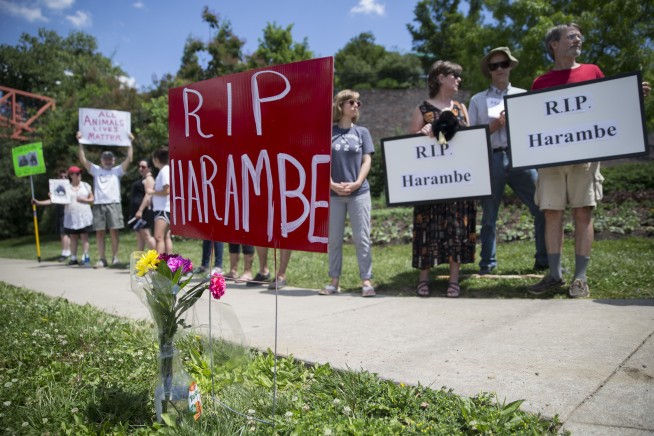 Vigil held at Cincinnati Zoo in tribute to slain gorilla