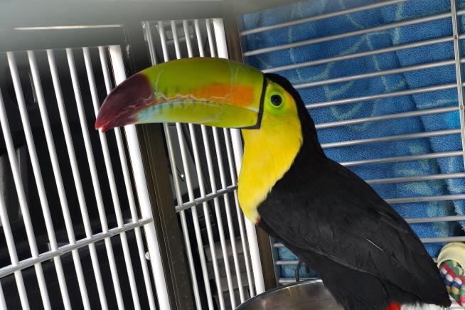 Toucan seen flying around Sin City has been rescued