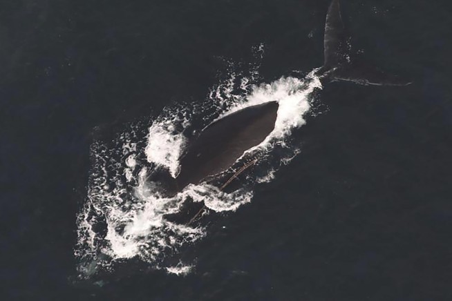 Endangered whales found entangled in rope off Massachusetts, and 1 is likely to die
