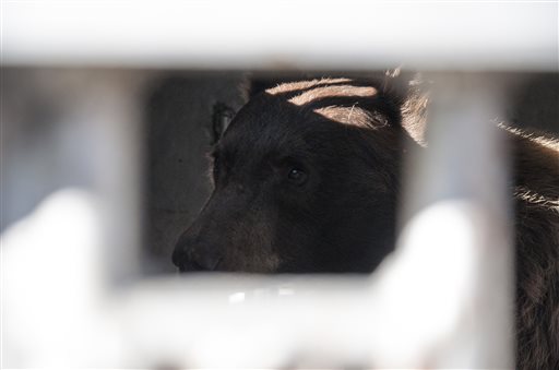 Surge in Sierra bears reported; 9 caught in 2 days