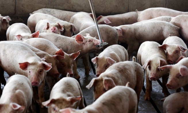 Lawsuit blames pork giant for noxious farm smells