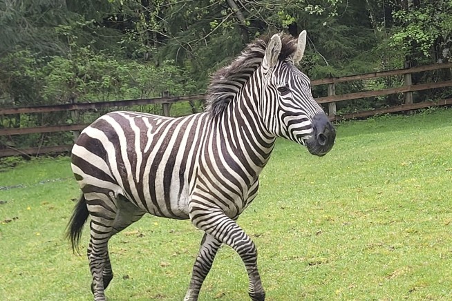 Zebras get loose near highway exit, gallop into Washington community before most are corralled