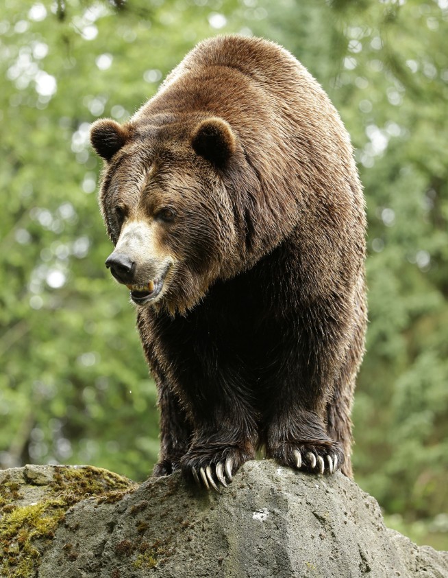 Conservation groups upset by North Cascades grizzly decision