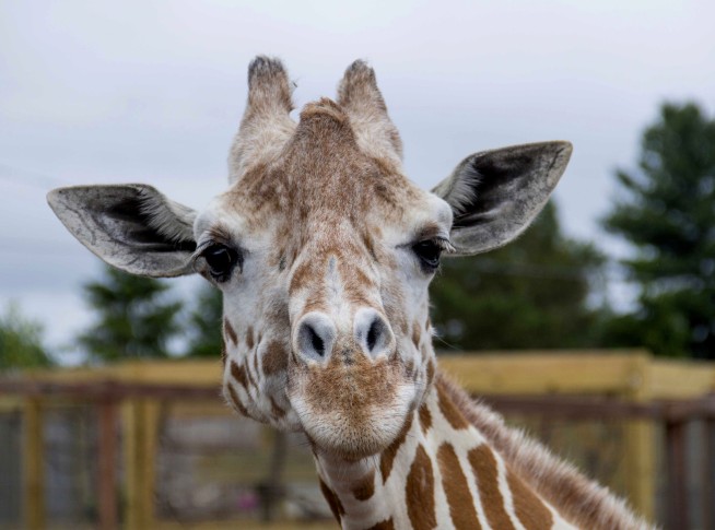 April, the giraffe that became an online star, dies