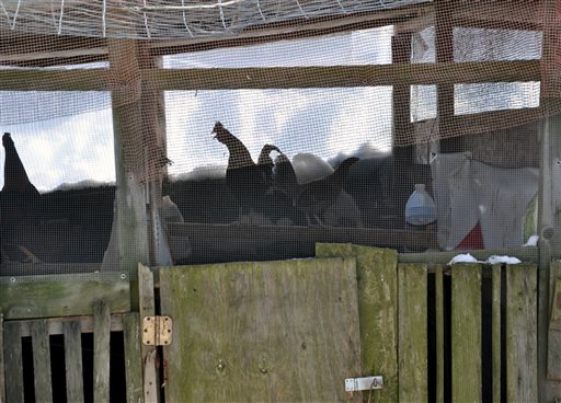 NY AG: 3,000 birds rescued in cockfighting bust