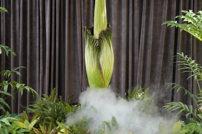 Australia holds its nose for its 3rd rancid bloom of a rare corpse plant in 3 months