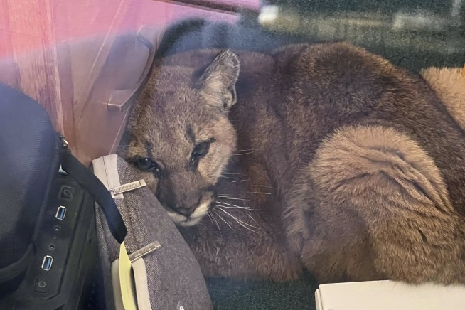 Janitor corrals curious cougar in empty California classroom