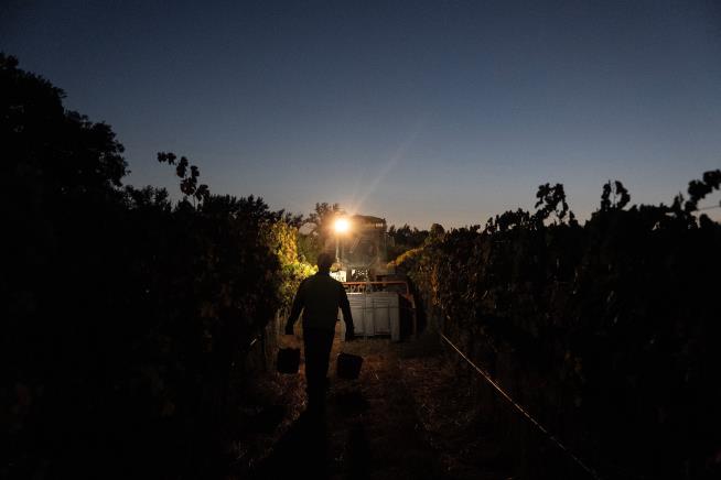 In the cool of a Portugal night, it’s time to pick the grapes