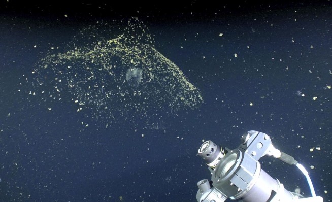 Scientists learn how tiny critters make ocean 'snot palaces'